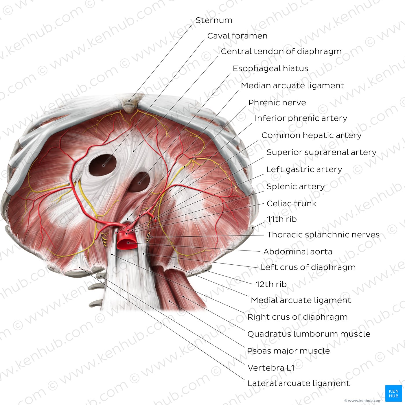 Abdominal surface of the diaphragm (diagram)