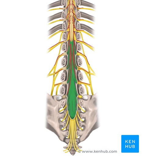 Cauda equina - dorsal view