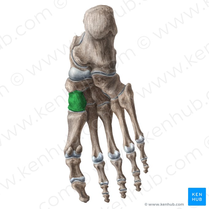 Hueso cuneiforme medial (Os cuneiforme mediale); Imagen: Liene Znotina