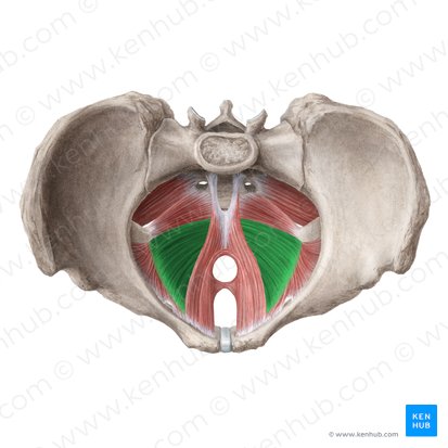 Músculo iliococcígeo (Musculus iliococcygeus); Imagem: Liene Znotina