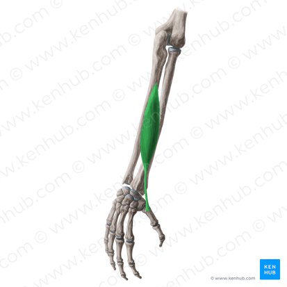 Músculo abdutor longo do polegar (Musculus abductor pollicis longus); Imagem: Yousun Koh