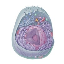 La cellule et ses fonctions