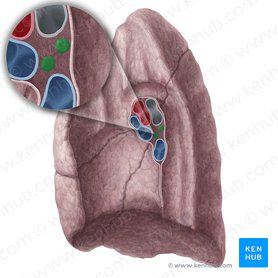 Nodi lymphoidei bronchopulmonales pulmonis dextri (Bronchopulmonale Lymphknoten der rechten Lunge); Bild: Yousun Koh