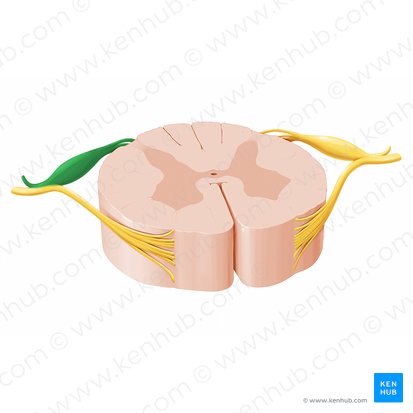 Raíz posterior del nervio espinal (Radix posterior nervi spinalis); Imagen: Paul Kim