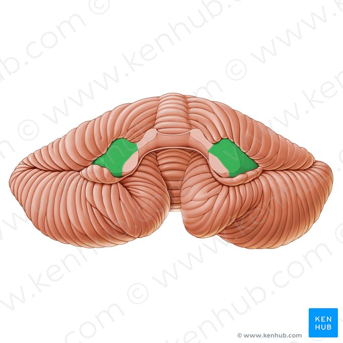 Pédoncule cérébelleux moyen (Pedunculus cerebellaris medius); Image : Paul Kim