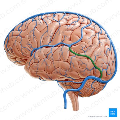 Vena anastomótica inferior (Vena anastomotica inferior); Imagen: Paul Kim