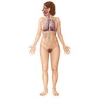 Respiratory system