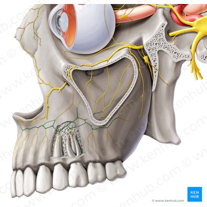 Plexus dentalis superior (Oberes Zahngeflecht); Bild: Paul Kim