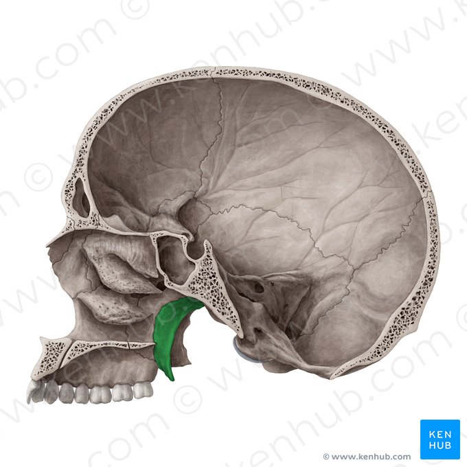 Medial plate of pterygoid process of sphenoid bone (Lamina medialis processus pterygoidei ossis sphenoidalis); Image: Yousun Koh