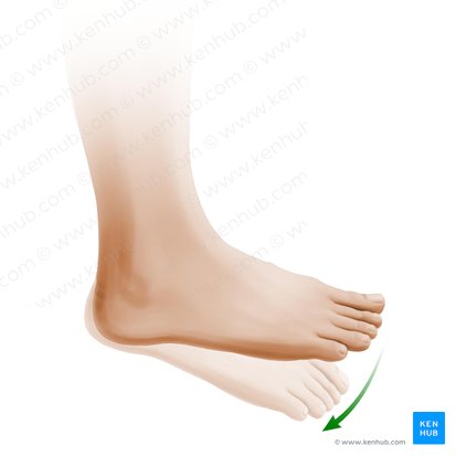 Flexión plantar del pie (Plantarflexio pedis); Imagen: Paul Kim