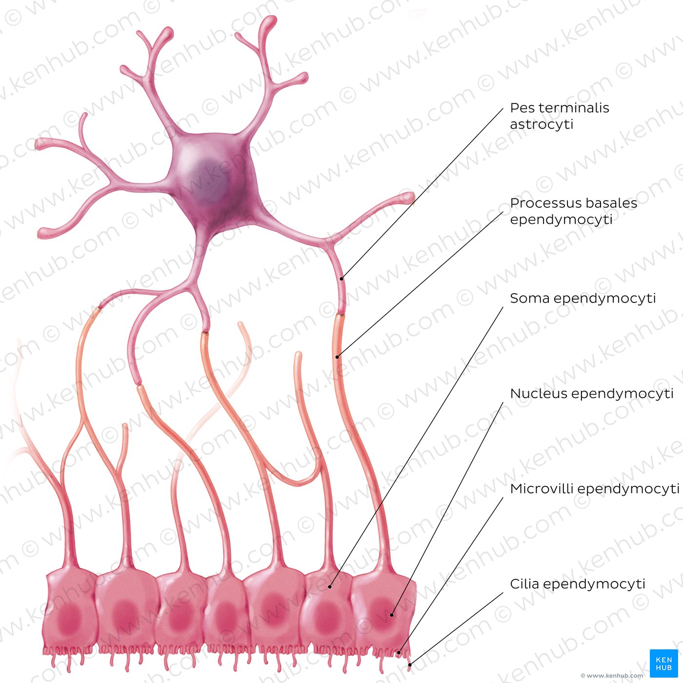 Ependymzellen Histologie Und Funktion Kenhub