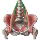 Psoas minor muscle