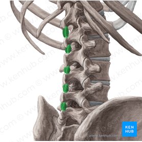 Musculi interspinales lumborum (Zwischendornmuskeln der Lende); Bild: Yousun Koh