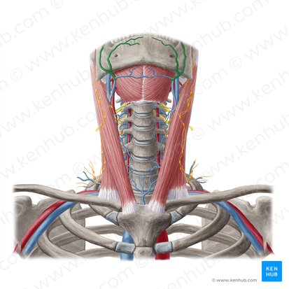 Facial vein (Vena facialis); Image: Yousun Koh