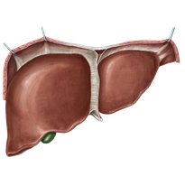 Liver