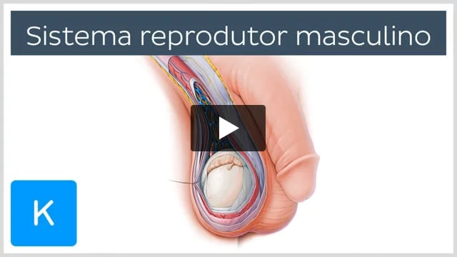 Órgãos do sistema reprodutor masculino: Anatomia, função