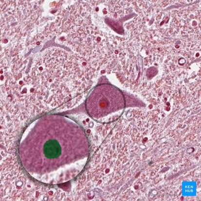 Nucleus neuronalis (Zellkern eines Neurons); Bild: 