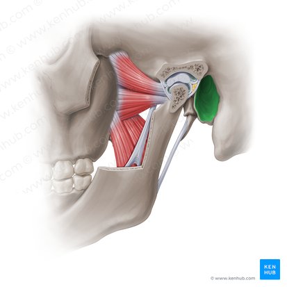 Meatus acusticus externus (Äußerer Gehörgang); Bild: Paul Kim