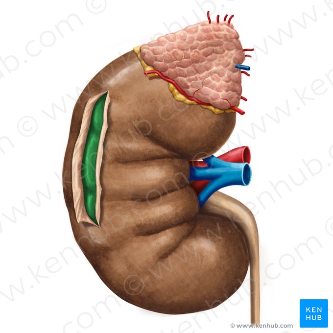 Renal cortex (Cortex renis); Image: Irina Münstermann