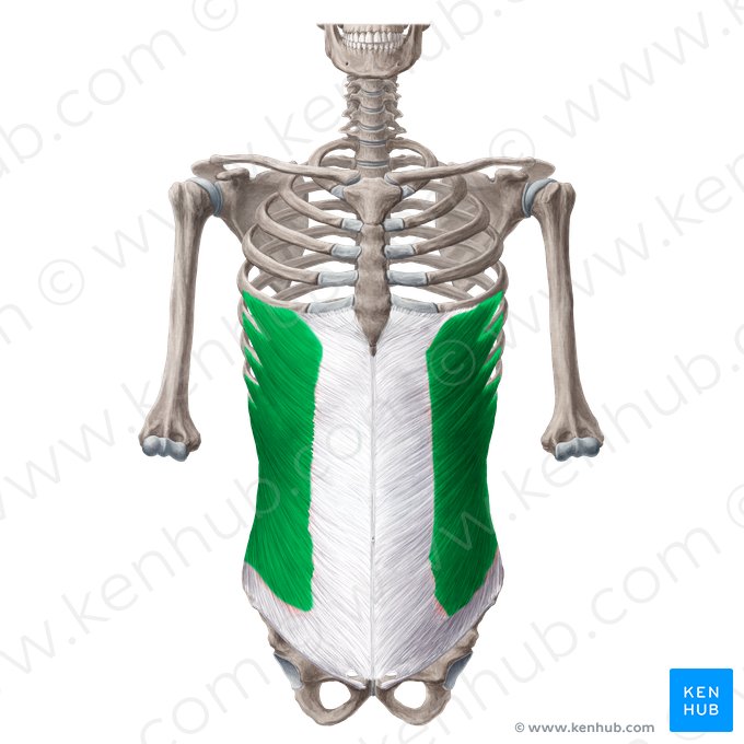 Músculo oblicuo externo del abdomen (Musculus obliquus externus abdominis); Imagen: Yousun Koh
