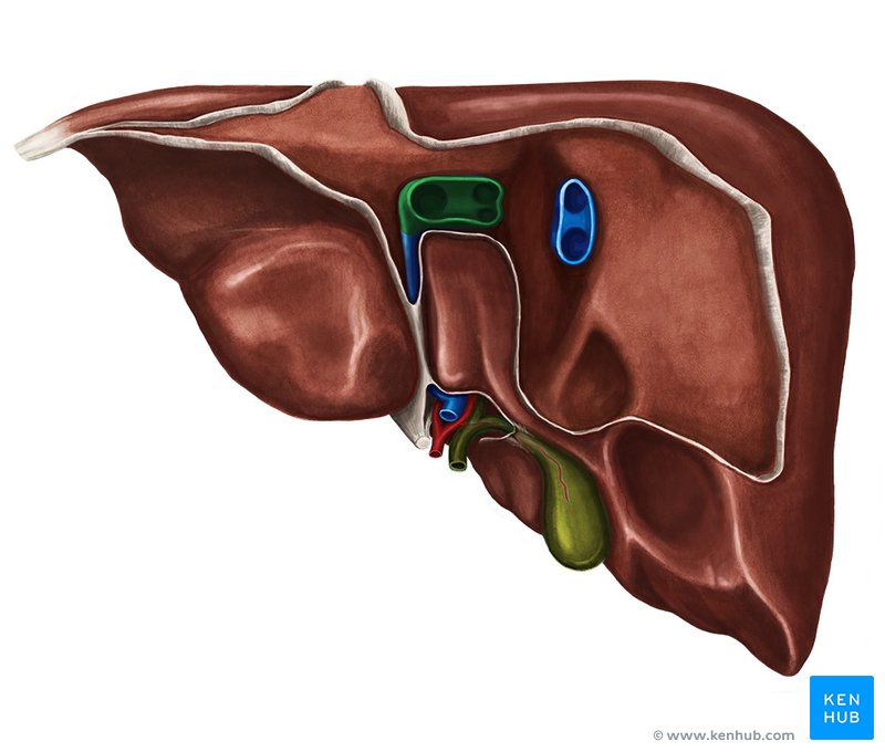 Left and middle hepatic veins - dorsal view