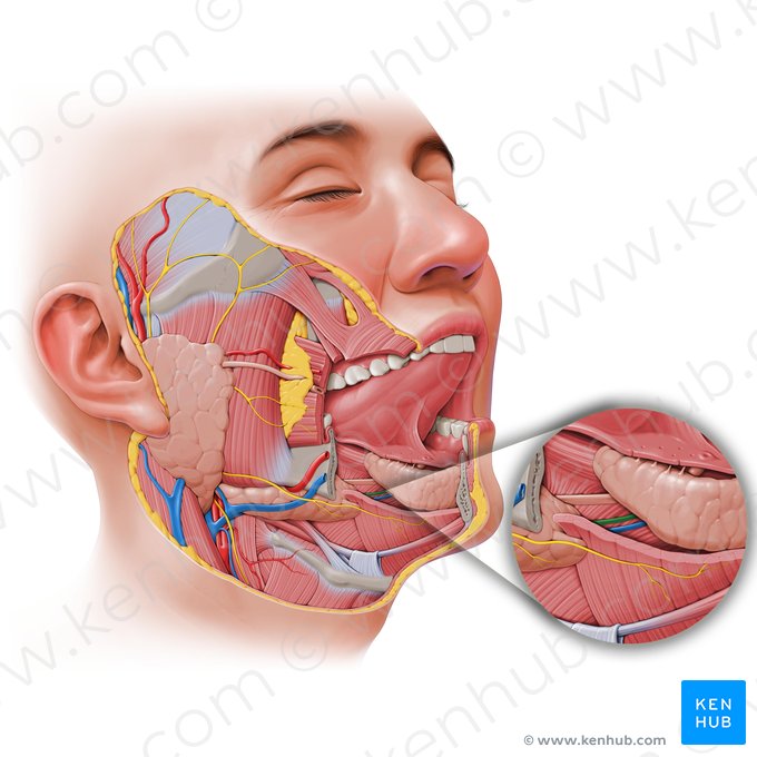 Sublingual artery (Arteria sublingualis); Image: Paul Kim