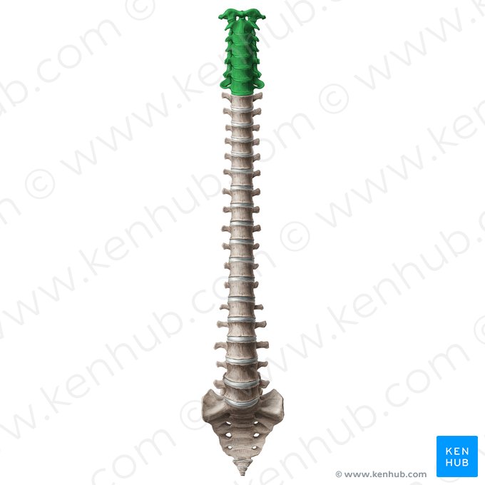 Cervical vertebrae (Vertebrae cervicales); Image: Paul Kim