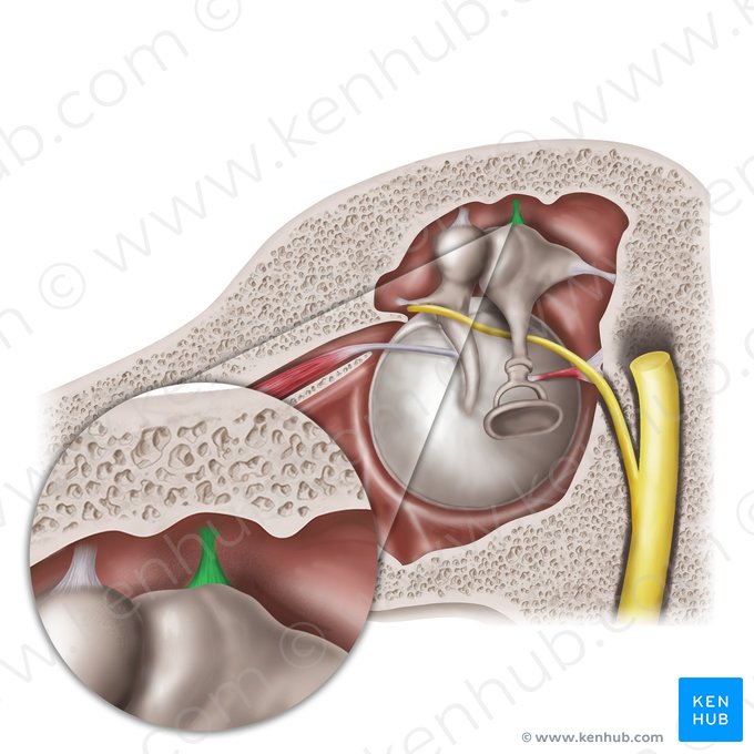 Ligamento superior del yunque (Ligamentum superius incudis); Imagen: Mao Miyamoto