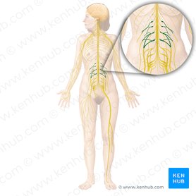 Human body systems: Overview, anatomy, functions | Kenhub
