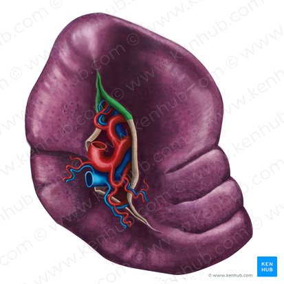 Ligamento gastroesplénico (Ligamentum gastrosplenicum); Imagen: Irina Münstermann