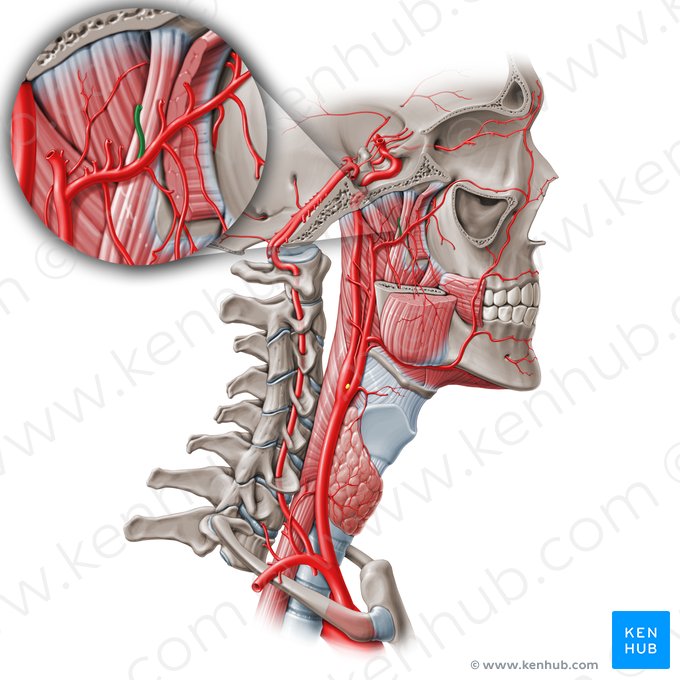 Arteria temporal profunda posterior (Arteria temporalis profunda posterior); Imagen: Paul Kim