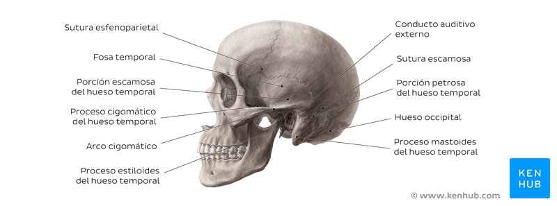 Cráneo (vista lateral)