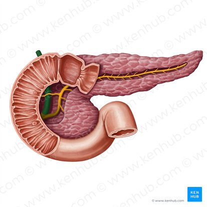 Ducto colédoco (Ductus biliaris); Imagem: Irina Münstermann