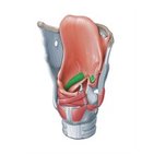 Vestibular fold