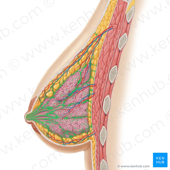 Ligamentos suspensores da mama (Ligamenta suspensoria mammaria); Imagem: Samantha Zimmerman