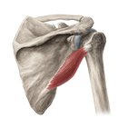 Teres minor muscle
