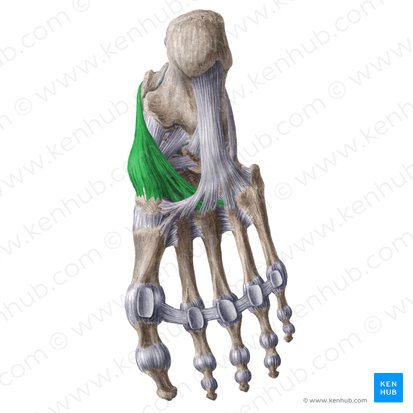 Tendon of tibialis posterior muscle (Tendo musculi tibialis posterioris); Image: Liene Znotina