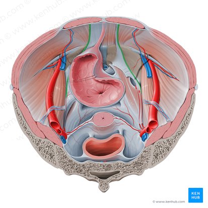Ligamento umbilical medial (Ligamentum umbilicale mediale); Imagem: Paul Kim