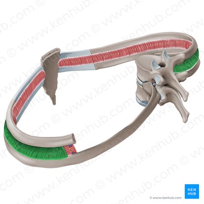 External intercostal muscles (Musculi intercostales externi); Image: Paul Kim