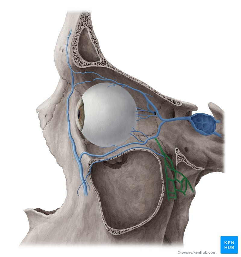 Pterygoid venous plexus (plexus venosus pterygoideus)