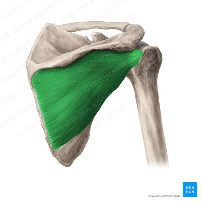 Músculo infra-espinal (Musculus infraspinatus); Imagem: Yousun Koh