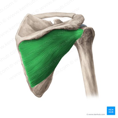 Musculus infraspinatus (Untergrätenmuskel); Bild: Yousun Koh