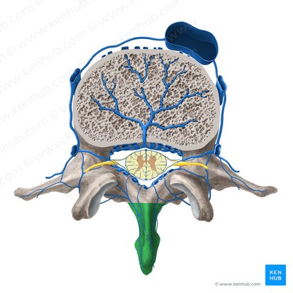 Spinous process of vertebra (Processus spinosus vertebrae); Image: Paul Kim