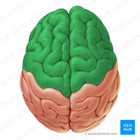 Frontal lobe (Lobus frontalis); Image: Paul Kim