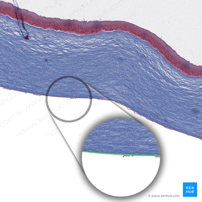 Lamina limitans posterior corneae (Descemet-Membran); Bild: 