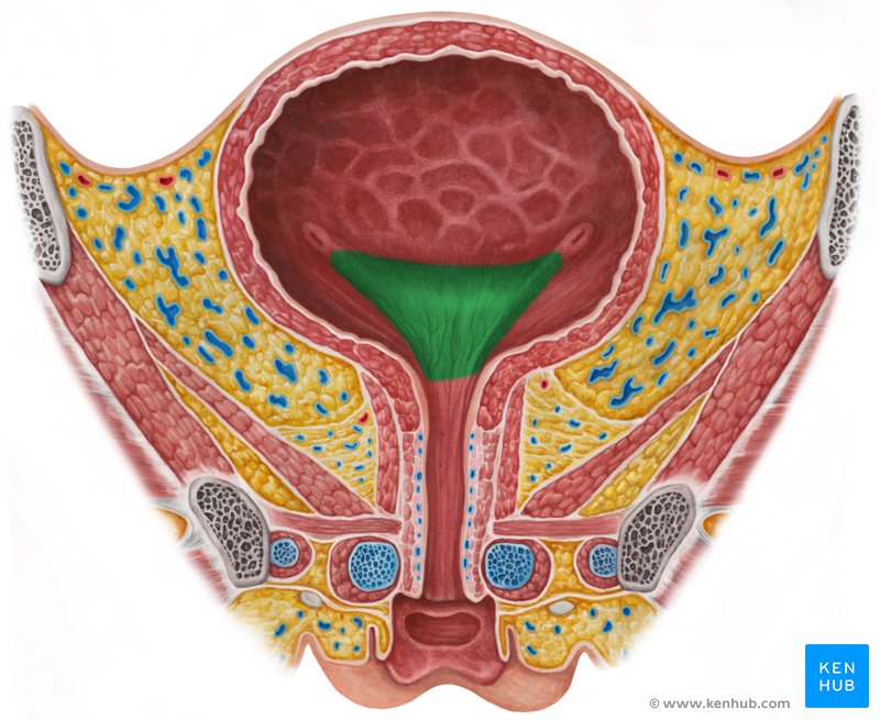 Trigone of urinary bladder - ventral view