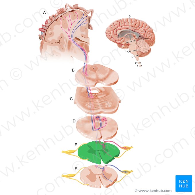 Porción cervical de la médula espinal (Pars cervicalis medullae spinalis); Imagen: Paul Kim
