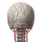 Occipital artery