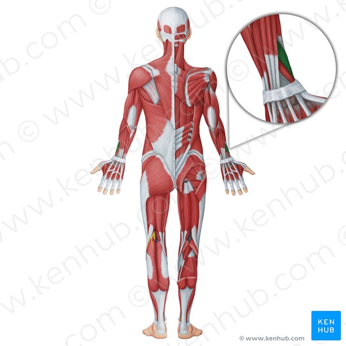 Músculo abdutor longo do polegar (Musculus abductor pollicis longus); Imagem: Irina Münstermann