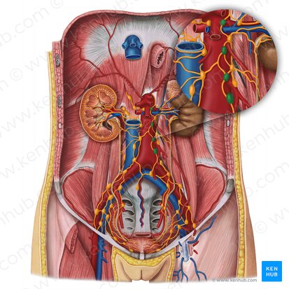 Preaortic lymph nodes (Nodi lymphoidei preaortici); Image: Esther Gollan